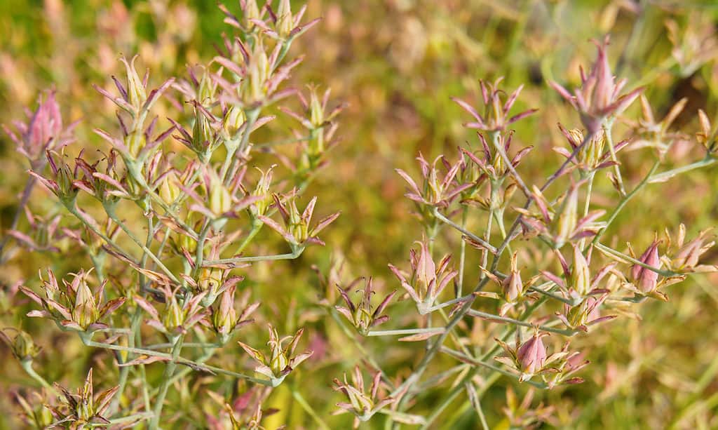 Caenorhabditis Elegans, Elegance, Grass, Green Color, Horizontal