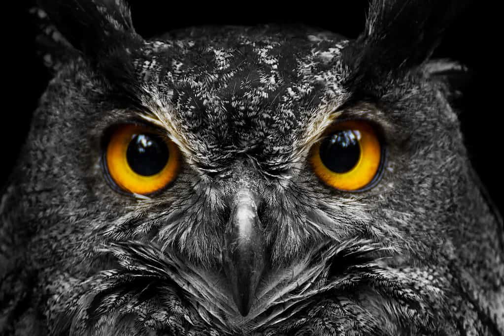 Close up of owl face