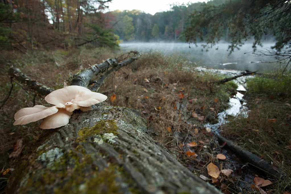 Mushrooms on a log