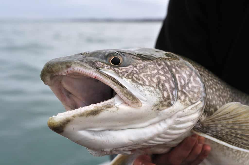 Closeup of a lake trout's head and mouth