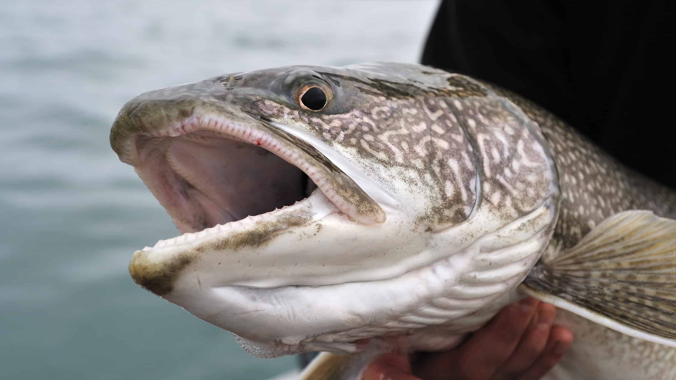 Closeup of a lake trout's head and mouth