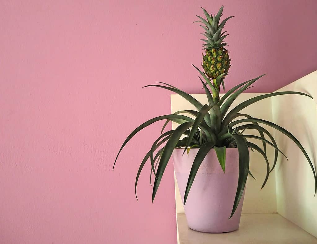 Pineapple plant growing in pot indoors