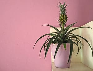 How to Grow Pineapples: Your Complete Guide Picture