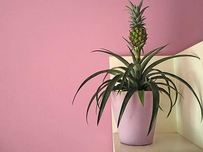 A How to Grow Pineapples: Your Complete Guide