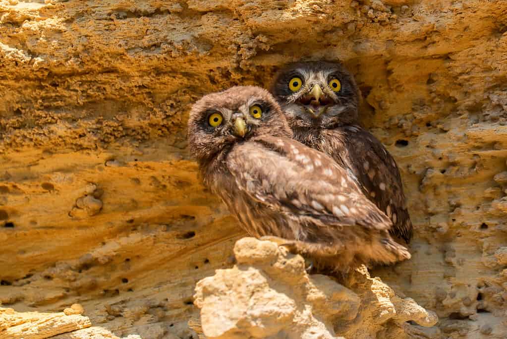 Two little owls or Athene noctua