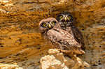 Two little owls or Athene noctua sit on rock next to its hole.