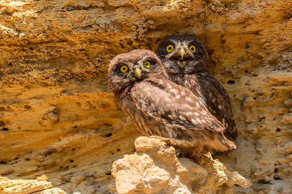 Two little owls or Athene noctua sit on rock next to its hole.
