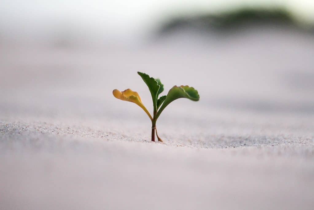small plant popping up through sand