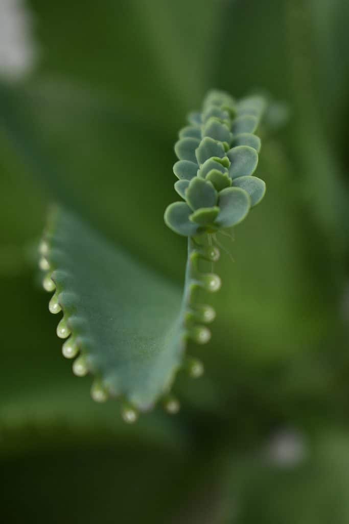 close up of plantlets on mother of thousands plant