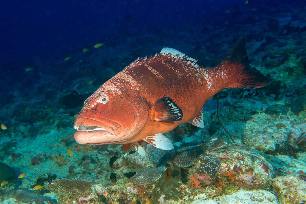 red grouper