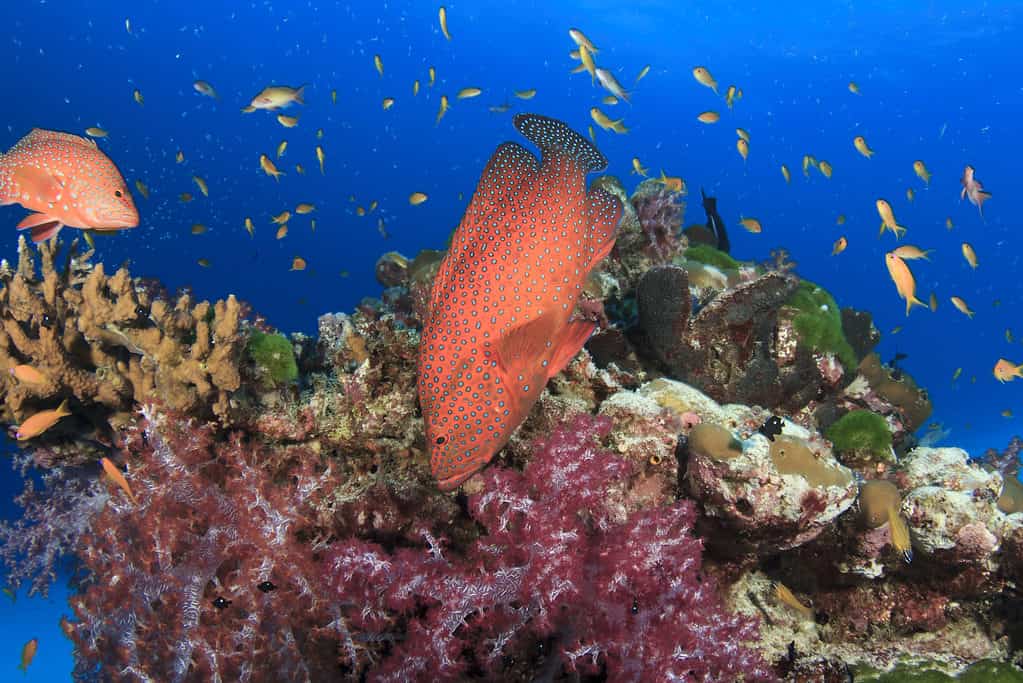 red grouper coral reef