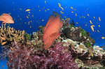 red grouper coral reef