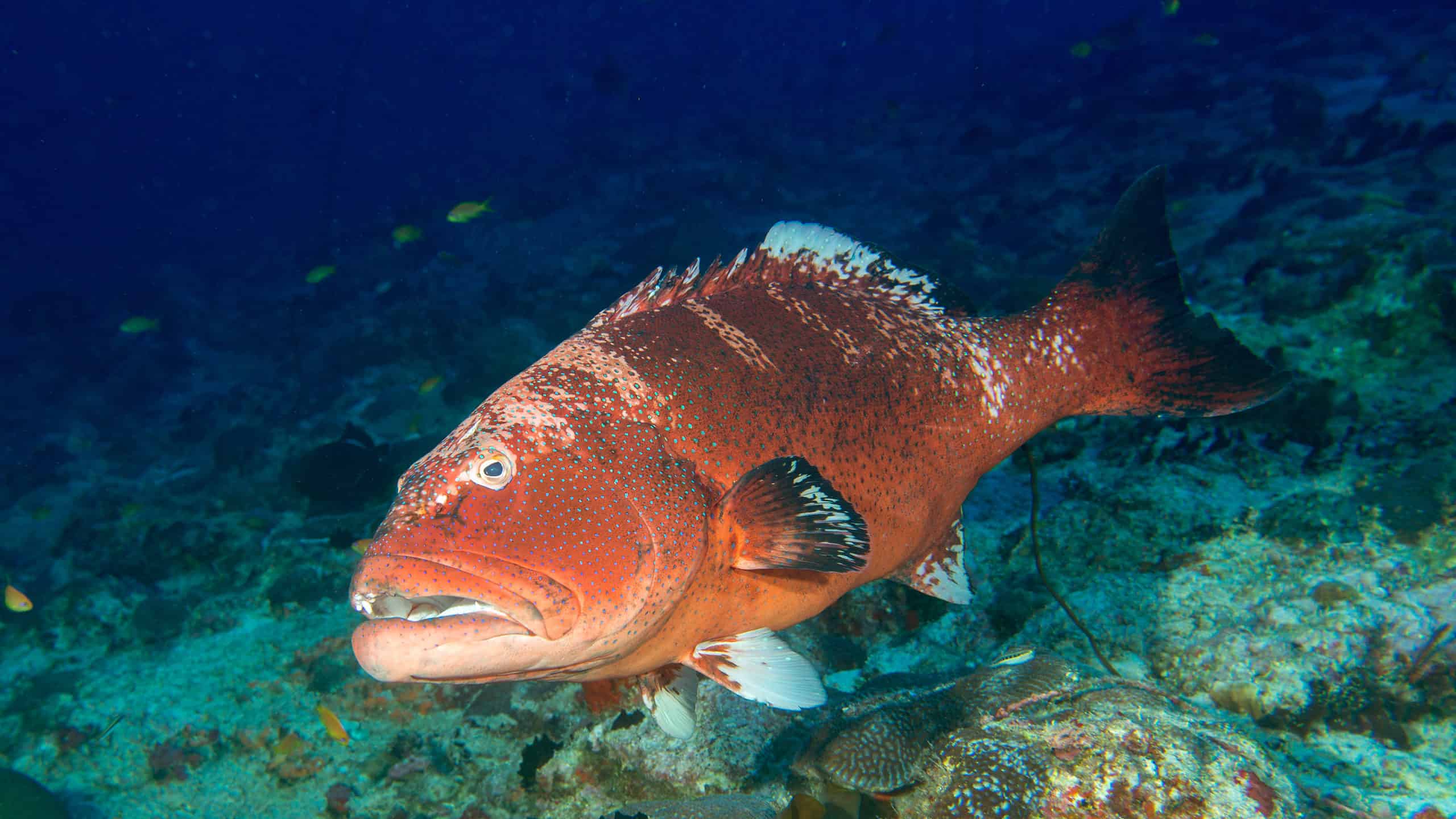 Yellowmouth Grouper Photos