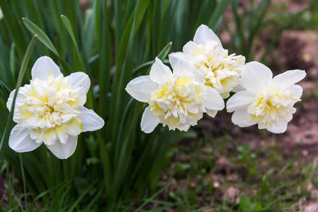'Ice King' Daffodils