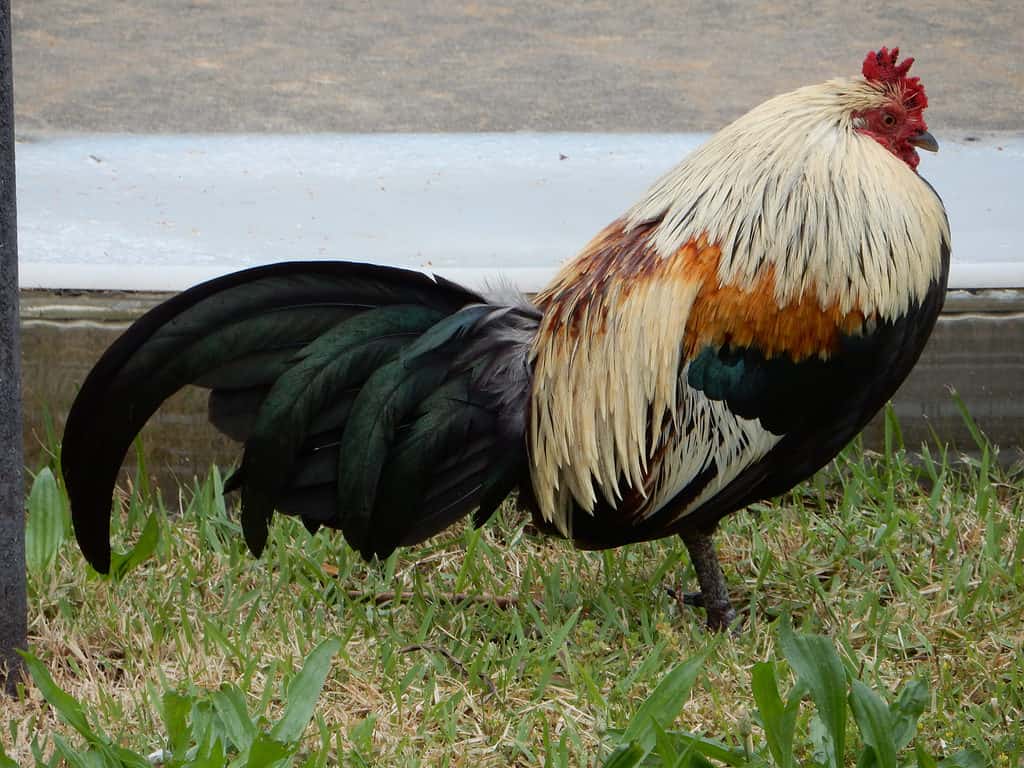 Wild Burmese chickens, including the vibrantly colorful roosters, inhabit the streets and lots of the city of Fitzgerald, Georgia.