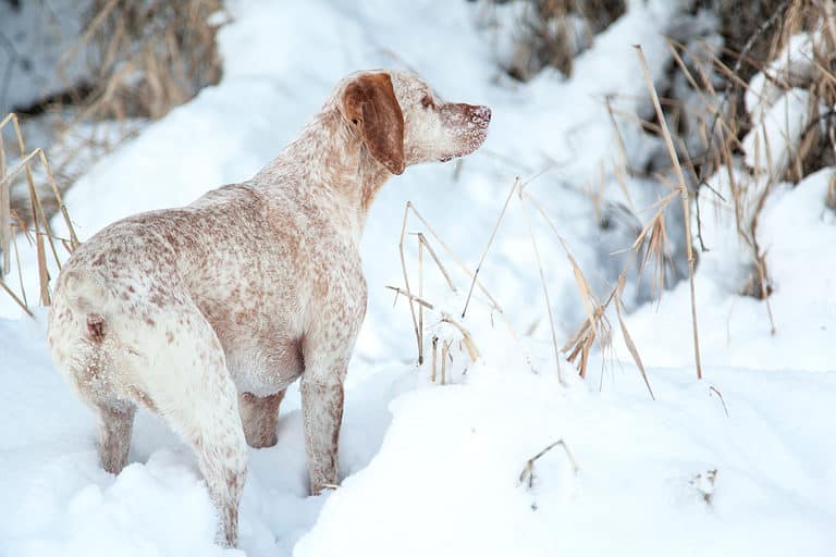 Braque du Bourbonnais searching for birds in the snow
