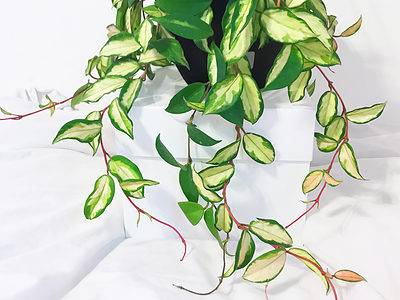 A 14 Types of Variegated Hoya Plants