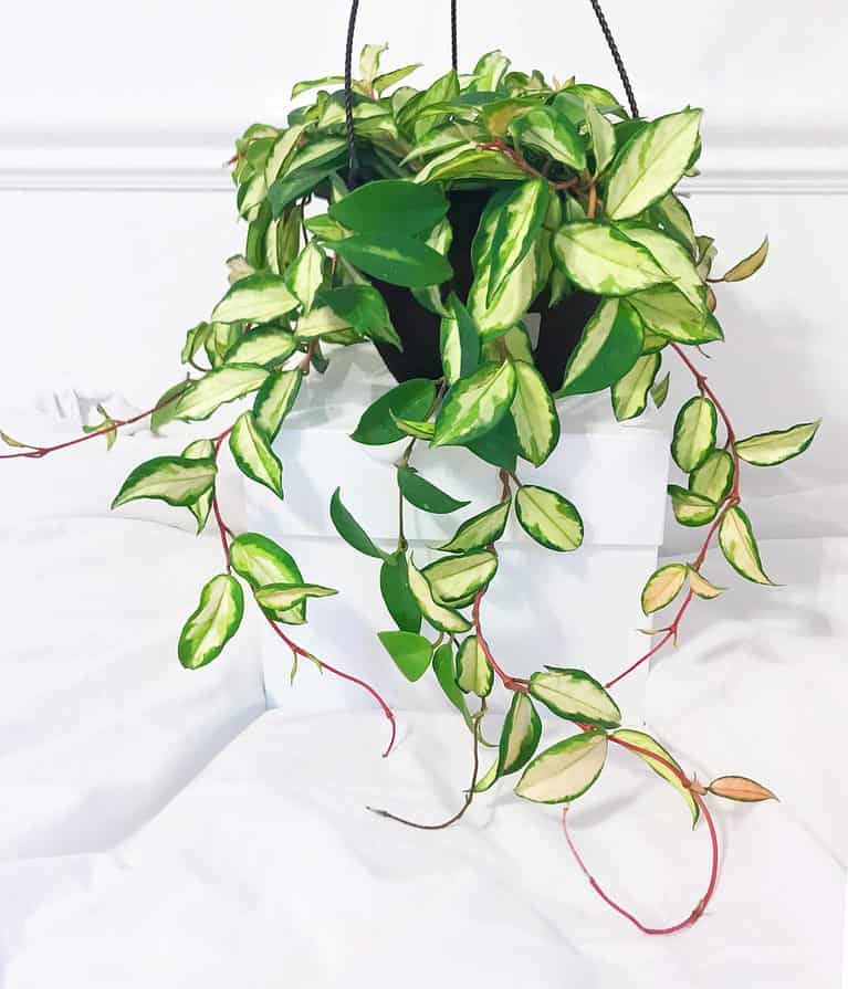 Hoya carnosa in a hanging pot