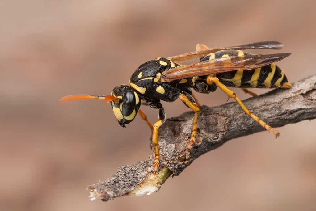 Paper wasp