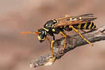 Paper wasp on branch.