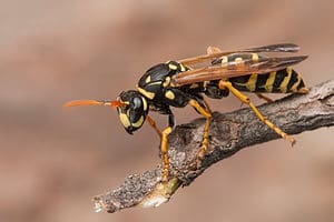 Why Do Wasps Even Exist? Discover Their Purpose in the Environment Picture