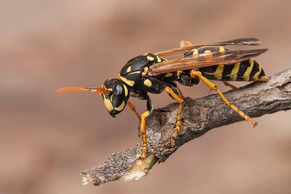 Paper wasp on branch.