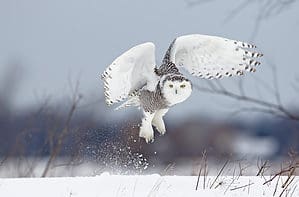 Discover the Snowy Owl—the Arctic’s Majestic Predator With Ghostly Beauty Picture