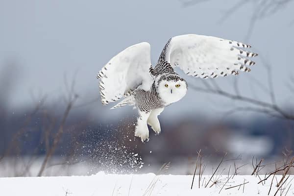 The snowy owl is more nomadic than migratory, departing its usual habitat at all times of the day and night to forage for prey.