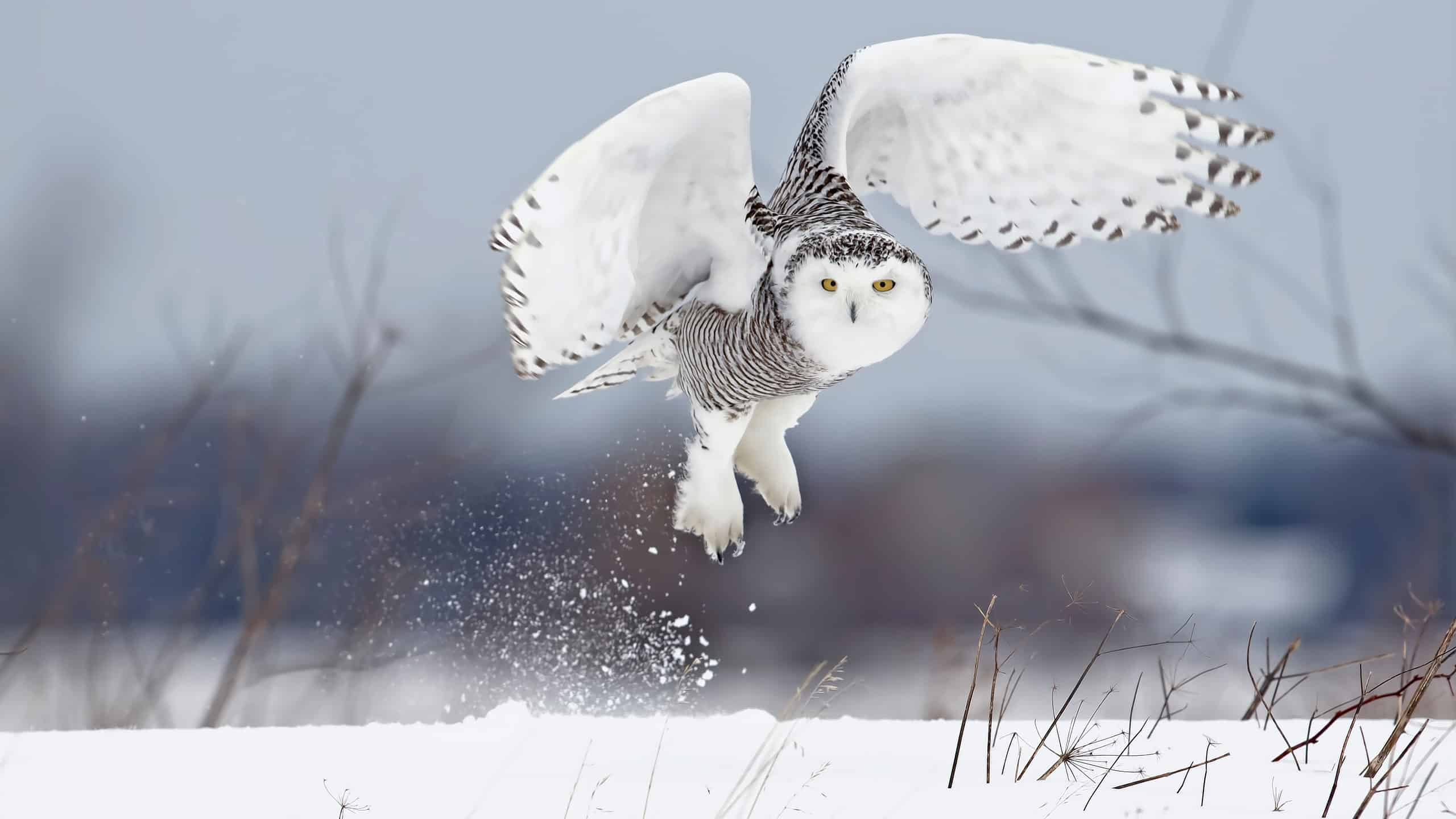 snowy owl