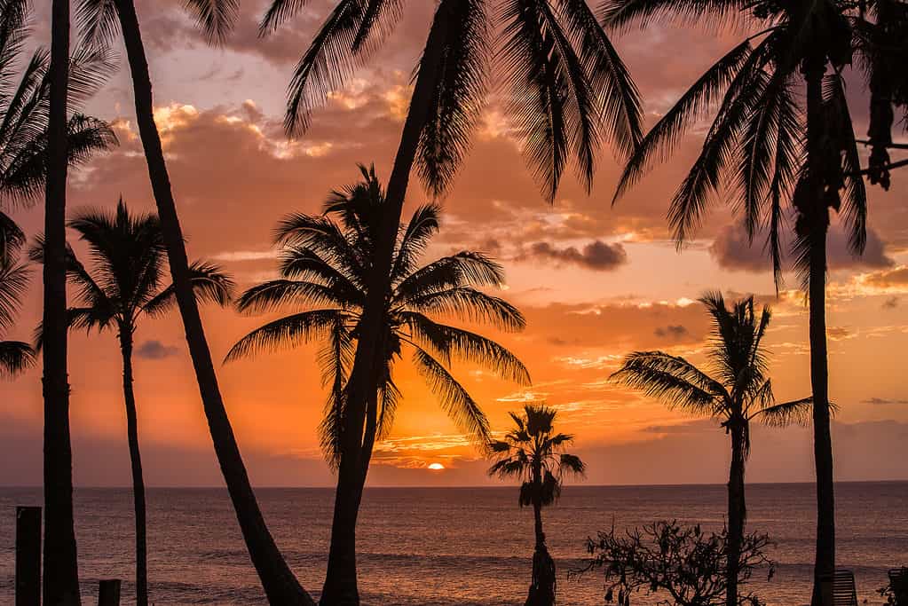 Palm trees at Papohaku beach on Molokai, Hawaii.