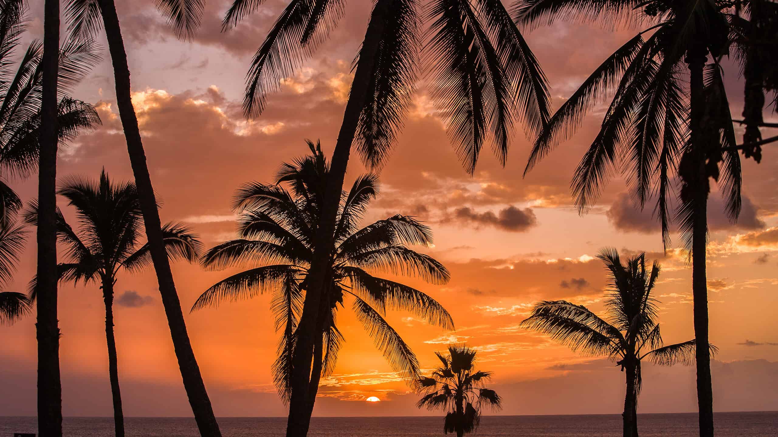 Palm trees at Papohaku beach on Molokai, Hawaii.