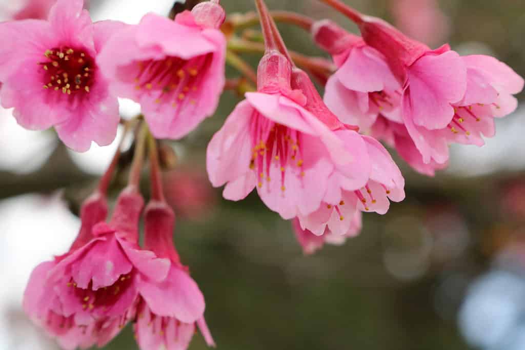 ハワイのワイメアで冬の終わりに咲くピンクの日本の桜の接写。
