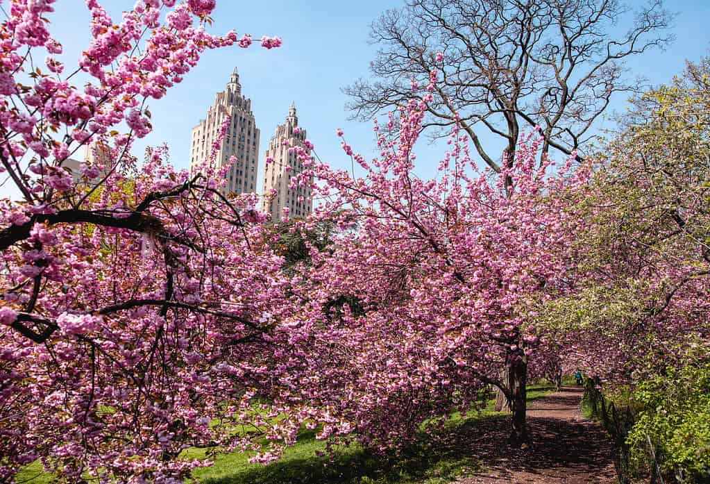 Cherry blossoms in Central Park, New York City.