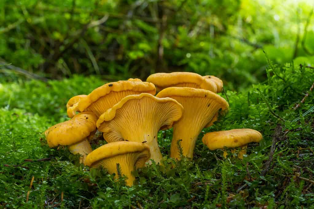 Cantharellus cibarius (commonly known as the chanterelle or golden chanterelle)