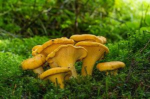 9 Types of Chanterelle Mushrooms Picture