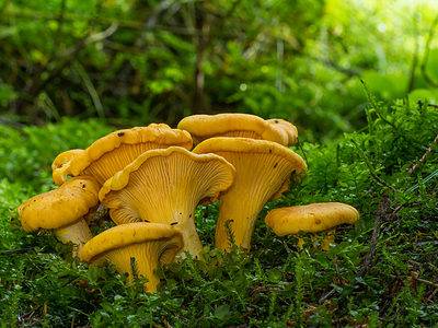 A 9 Types of Chanterelle Mushrooms