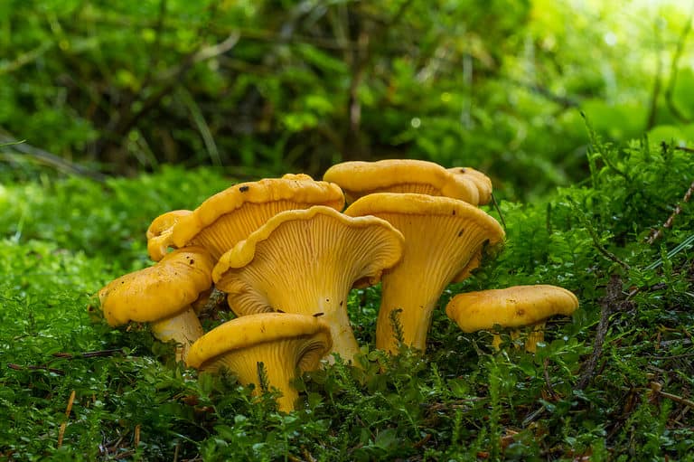 Cantharellus cibarius (commonly known as the chanterelle or golden chanterelle)