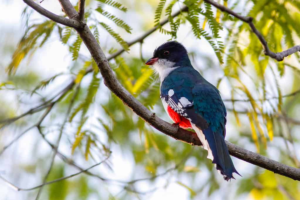 Cuban trogon or tocororo, the national bird of Cuba