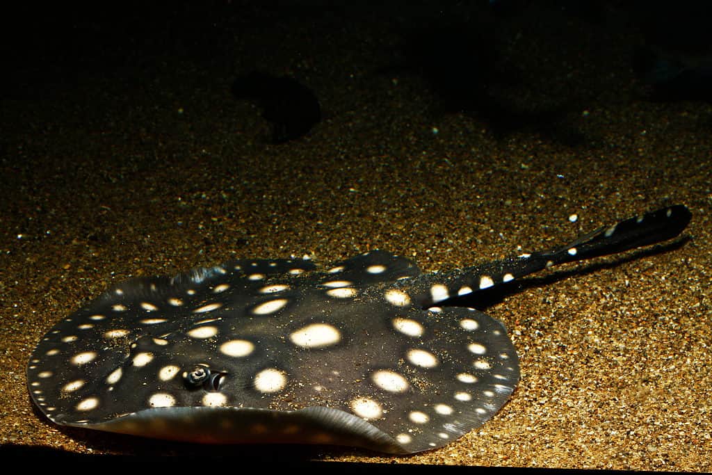 Xingu River ray white-blotched river stingray or the polka-dot stingray