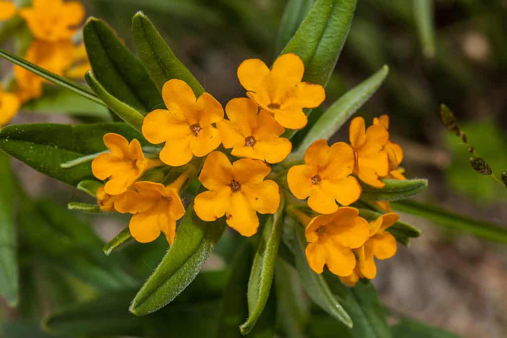 Hoary Pucoon wildflower (Lithospermum canescens)