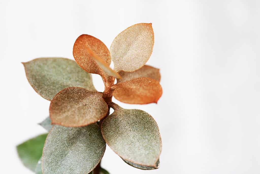 Copper Spoons (Kalanchoe orgyalis) 