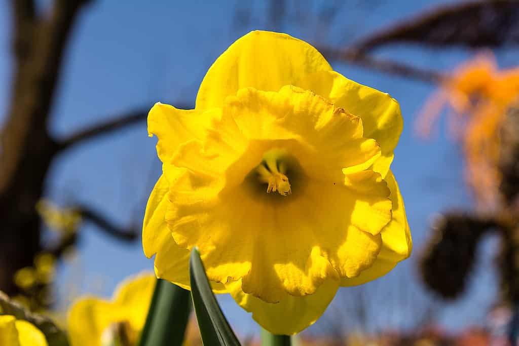 Jonquilla Daffodil