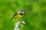 Mourning Warbler
