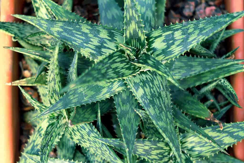 Aloe variegata là một loại lô hội mini đa dạng