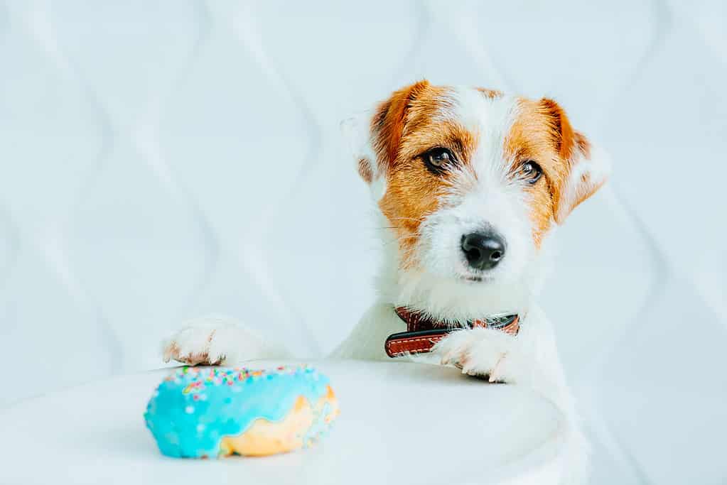 Jack Russell terrier dog with donut in front