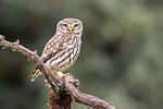 Close-up of Athene noctua, little owl.