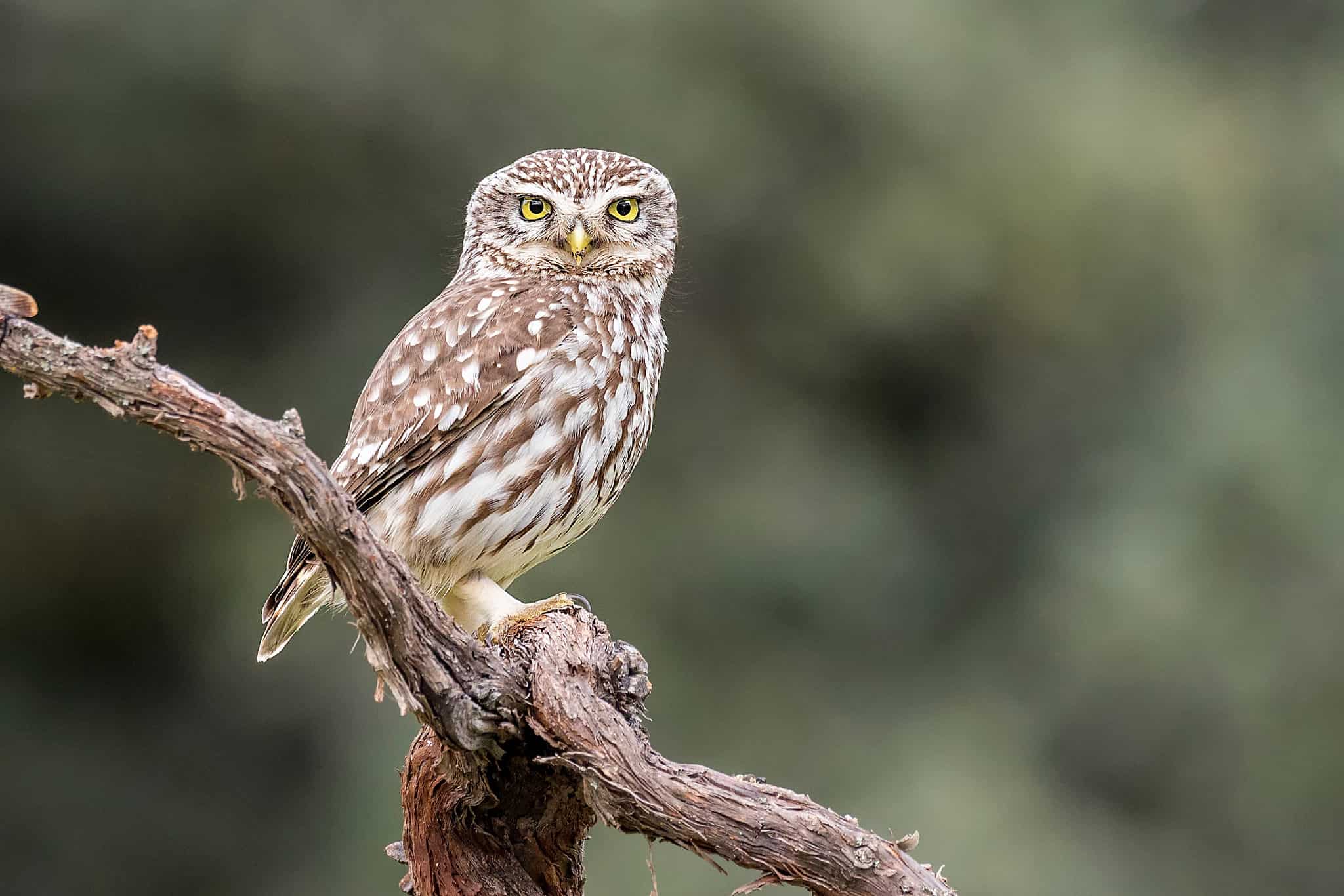 Discover the 15 Most Beautiful Wild Animals in England AZ Animals