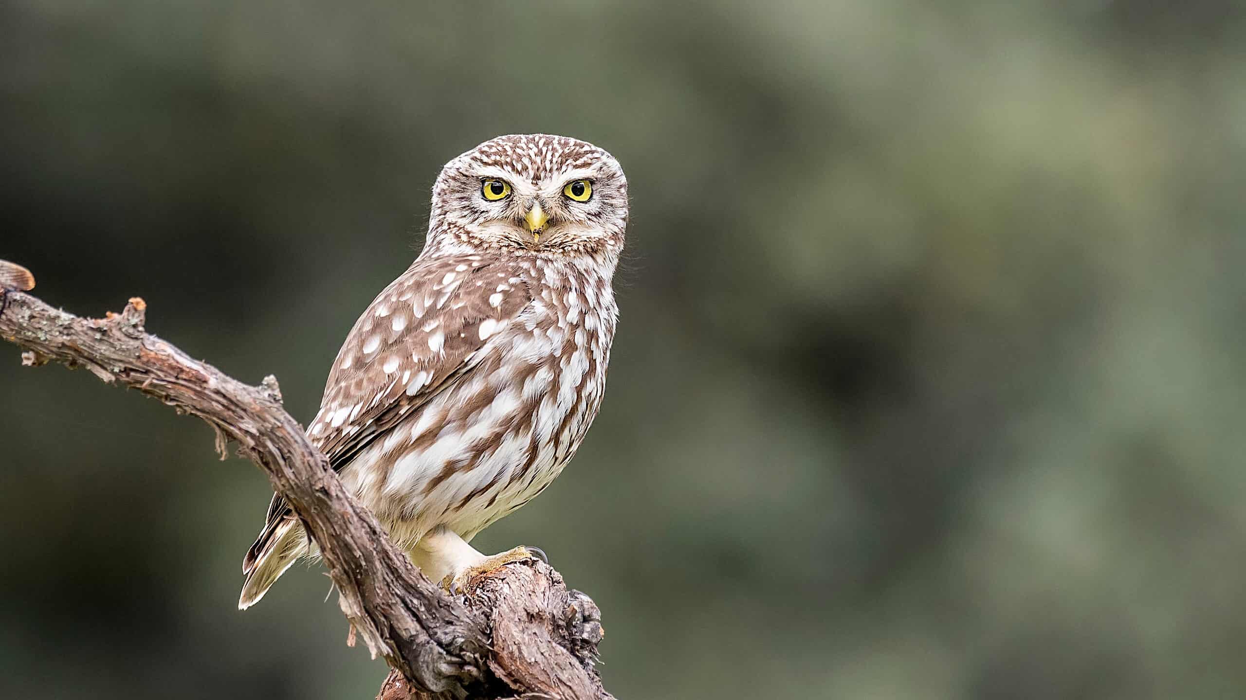 Owl Quiz - Everything to Know - A-Z Animals