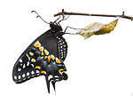 Black Swallowtail