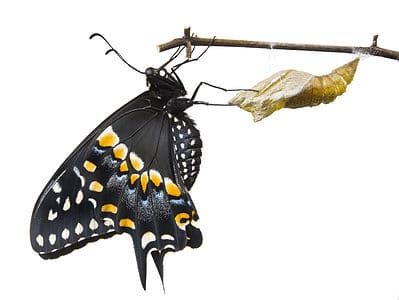 A Black Swallowtail